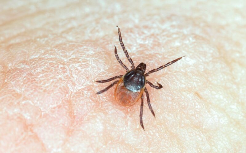 Un virus transmis de căpușe se răspândește rapid prin Europa