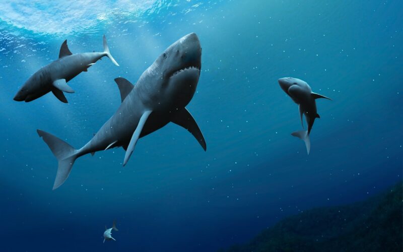 Curiozități Despre Rechini. Lucruri Mai Puțin știute Despre Rechini