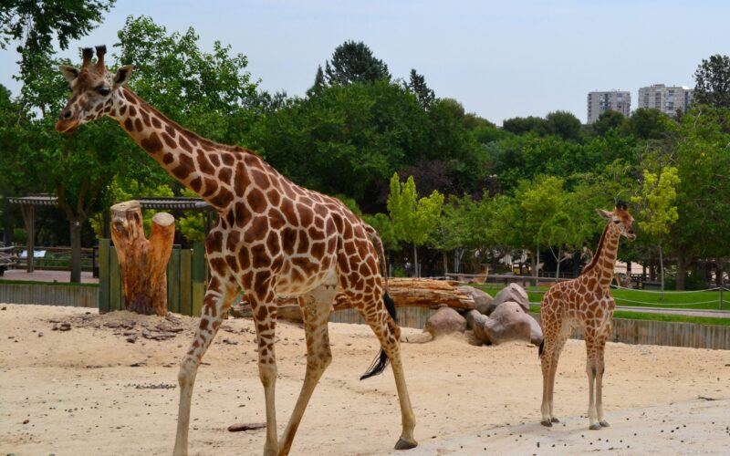 Topul celor mai frumoase grădini zoologice din Europa. Grădina zoologică „Artis” din Amsterdam are peste 900 de specii de animale și păsări