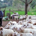 Legea junglei. În România, substanțele de uz veterinar se vând la liber