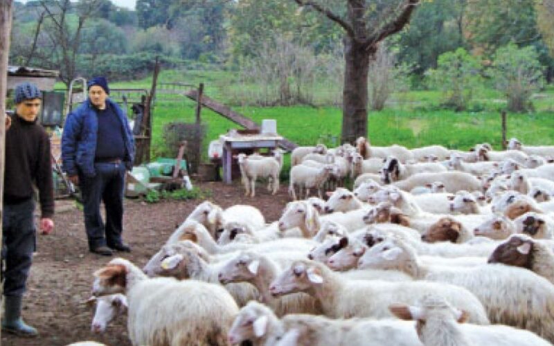 Legea junglei. În România, substanțele de uz veterinar se vând la liber
