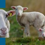 Viză de Algeria pentru MIOARELE CARPATINE. România poate exporta oi în Magreb, vii sau bucăți, conform unui acord iminent