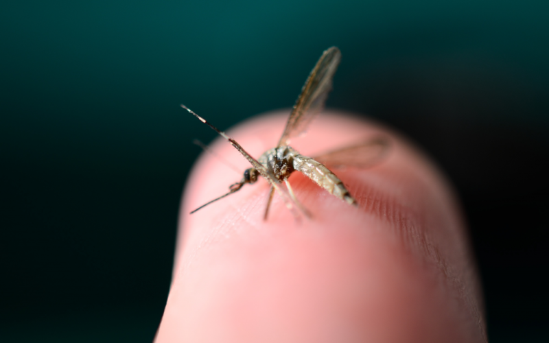 Virusul Zika – Cum Se Transmite, Simptome și Tratament