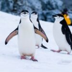 Gripa aviară ajunge pentru prima dată în Antarctica continentală
