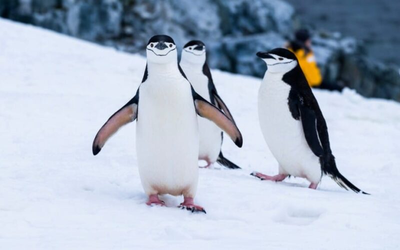 Gripa aviară ajunge pentru prima dată în Antarctica continentală