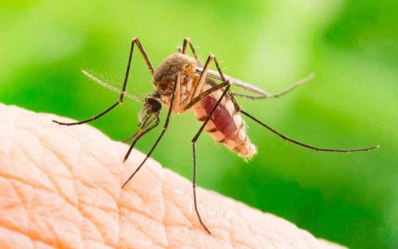 Virusul West Nile și riscul de a face forme grave. Dr. Craiu: „80% din cei care sunt infectați nu au nici un semn de boală!”