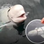 Beluga Hvaldimir, despre care se spunea că ar fi „spion” rus, a fost găsită moartă în Norvegia
