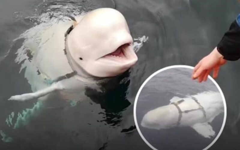 Beluga Hvaldimir, despre care se spunea că ar fi „spion” rus, a fost găsită moartă în Norvegia