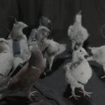 Rușii testează „porumbei-spioni” controlați prin cipuri cerebrale. Biodronele lui Putin ridică întrebări sumbre despre etică și militarizare