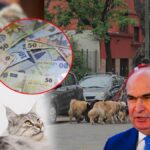 În atenția premierului Ilie Bolojan. 10 milioane de câini și pisici umblă netaxați în România