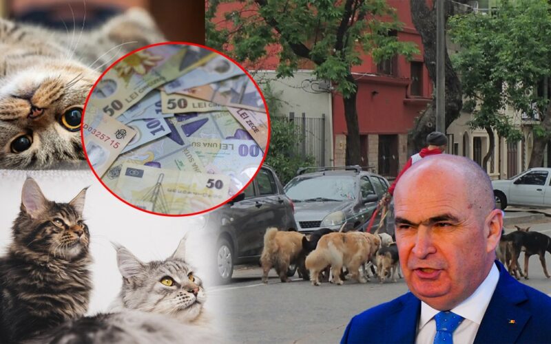 În atenția premierului Ilie Bolojan. 10 milioane de câini și pisici umblă netaxați în România
