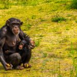 curiozități și lucruri surprinzătoare despre acest animal