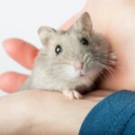 lucruri surprinzătoare și curiozități despre acest mic animal