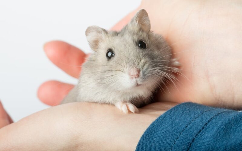 lucruri surprinzătoare și curiozități despre acest mic animal