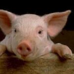 Expresia „când o zbura porcul” s-a adeverit în China. Aventura animalului în aer a lăsat un sat întreg fără curent