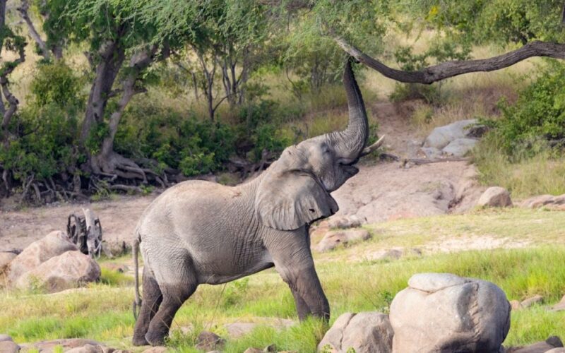 Animale care pot fi auzite de la mare distanţă