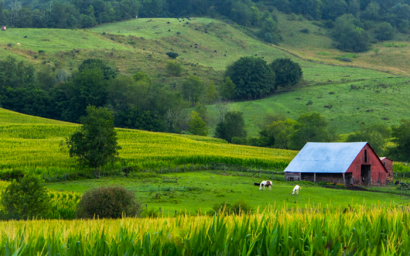 o familie de fermieri a refuzat 26.000.000 de dolari de la o companie AI, pentru pământul lor