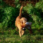 Ce înseamnă expresia „câine surd la vânătoare” și de unde vine