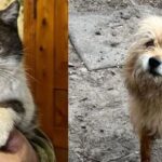 Pisica Barsik și câinele Zaghibluk, prinși în teatrul de război din Ucraina, salvați cu ajutorul unei drone