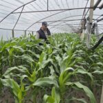 Cultura care înlocuiește pepenii și tomatele