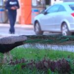 Păunii au invadat o stațiune din Italia și se plimbă nestingheriți pe străzi. Autoritățile apelează la „gardienii păsărilor” pentru a gestiona situaţia