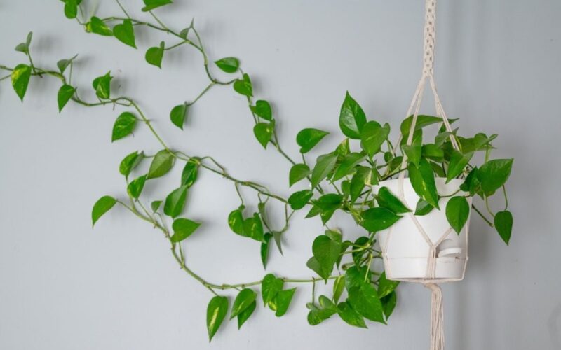 Pothos (Epipremnum aureum) – plantare, îngrijire, simbolistică și origine. Ce e bine să știi despre iedera diavolului