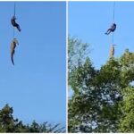 Momentul în care un polițist și un crocodil sunt ridicați împreună cu elicopterul într-o acțiune de căutare a unui om de afaceri dispărut