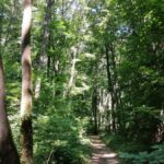 Primăria Sectorului 1 vrea să investească aproape 4 milioane de euro într-un orășel de educație rutieră amenajat în Pădurea Băneasa, unde copiii învață regulile de circulație într-un mediu controlat