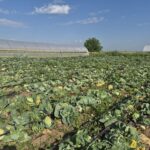 Producție mare de varză, cumpărători lipsă