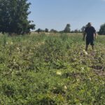 Zeci de tone de pepeni, abandonate pe câmp din cauza prețului mic. Fermierii au ieșit pe pagubă