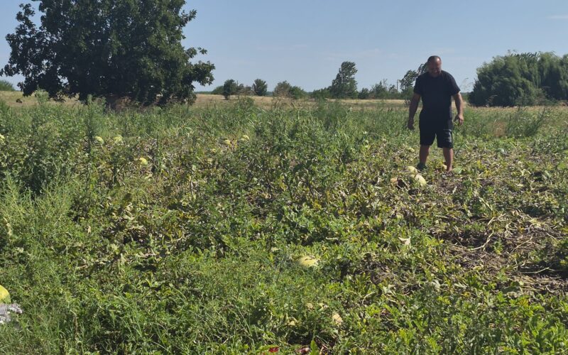 Zeci de tone de pepeni, abandonate pe câmp din cauza prețului mic. Fermierii au ieșit pe pagubă